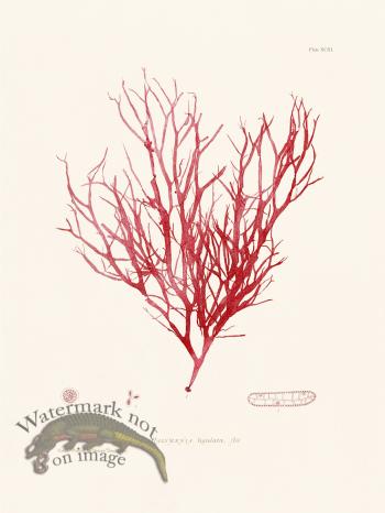 Bradbury Seaweed 093